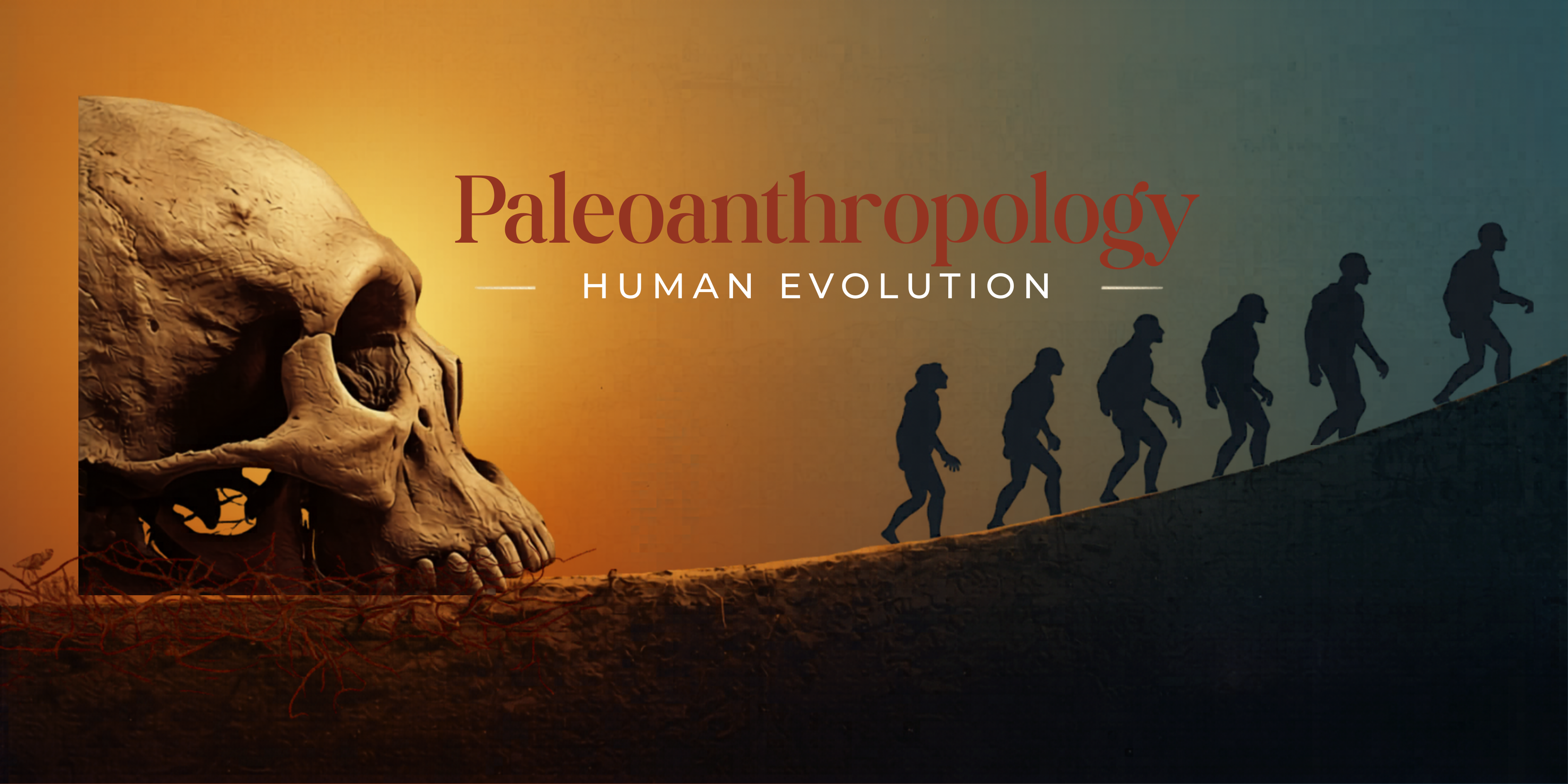 Paleoanthropology | Human Evolution